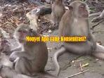 Monyet-apa-yang-konsentrasi-Ini-Jawaban-Teka-teki-Jebakan-Tebakan-Viral-dan-TTS-Viral-TkTok.jpg