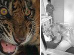 Pekerja-kebun-diterkam-harimau-Sumatra-di-siak.jpg