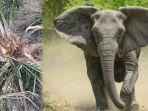 Perilaku_Gajah_di_Kampar_Riau_Kian_Meresahkan_Warga_Sebut_Ratusan_Batang_Sawit_Dirusak.jpg