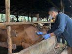 Petugas-sedang-melakukan-vaksinasi-PMK-pada-hewan-ternak-Sapi-di-Kampar.jpg