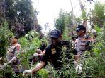 Polda-Aceh-musnahkan-ladang-ganja-11-hektare.jpg