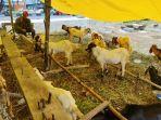 Salah-satu-pedagang-kambing-kurban-di-Jalan-Arifin-Ahmad-Pekanbaru.jpg