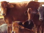 Sapi_Kurban_15062024.jpg