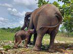 Seekor-bayi-Gajah-Sumatera-lahir-di-Konservasi-Ukui-PT-RAPP-Pelalawan.jpg