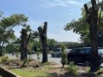 Proses Pembukaan Simpang Purna MTQ Pekanbaru Dimulai, Sejumlah Pohon Mahoni Puluhan Tahun Dipindah