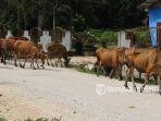 Sejumlah-sapi-di-Pekanbaru.jpg