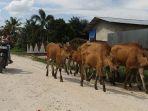 Sejumlah-sapi-ternak-berjalan-berkelmpok-di-Pekanbaru.jpg