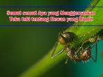 Semut-yang-menggemaskan-1.jpg