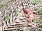 Sesosok_Jasad_Bayi_dengan_Tubuh_Tercabik-cabik_Ditemukan_di_Kampar.jpg