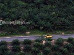 Truk-melewati-perkebunan-sawit-di-Riau.jpg