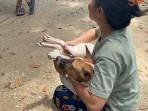 Ratusan Kasus Gigitan Hewan Penular Rabies Terjadi di Kota Pekanbaru, Salah Satunya Dialami Harnida
