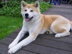 akita-inu.jpg