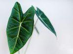 alocasia-cantik.jpg