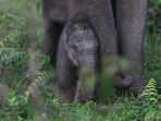 amak-gajah_20171124_201650.jpg
