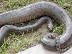 anaconda-hijau.jpg