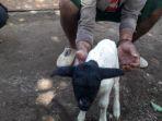anak-kambing-bermata-satu-di-sumedang-1.jpg