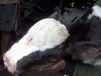 anak-sapi-itu-memiliki-3-biji-mata-dan-4-lubang-hidung.jpg