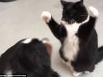 anjing-kucing_20170428_104623.jpg