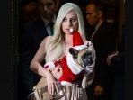 anjing-lady-gaga-dari-jenis-bulldog-prancis.jpg