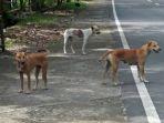 anjing-liar-diduga-rabies-di-inhil.jpg