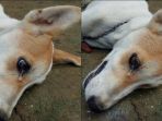 anjing-mati_20180425_203059.jpg