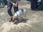 anjing-peliharaannya-untuk-mendapat-suntik-anti-rabies.jpg