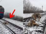 anjing_setia_rel_kereta_api_20161227_132655.jpg