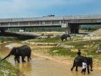 antisipasi-satwa-liar-masuk-tol.jpg