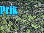 apa-itu-prik-bahasa-gaul-ini-contoh-prik-dalam-kalimat-bahasa-gaul.jpg