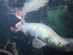 arapaima-gigas1.jpg