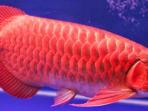 arwana-super-red_20160422_124543.jpg