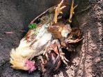 ayam-mati-di-kampar-fluburung.jpg