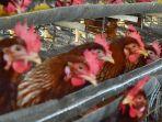 ayam-peternakan.jpg