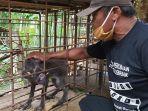 babi-aneh-di-banyumas.jpg