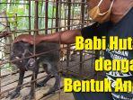 babi-berkaki-aneh-di-desa-pekuncen-kecamatan-jatilawang-kabupaten-banyumas-jawa-tengah.jpg