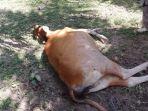 bangkai-sapi-dengan-bekas-luka-gigitan.jpg