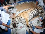 bbksda-proses-nekropsi-bangkai-harimau-sumatera-mati-terkena-jerat-desa-muara-lembu_20180926_225621.jpg