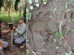 bbksda-riau-temukan-jerat-dekat-jejak-harimau-sumatera-pasang-2-kamera-trap-pantau-panthera-tigris.jpg