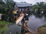 bocah-diterkam-buaya.jpg