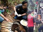 breaking-news-harimau-sumatera-yang-terjerat-di-konsesi-hti-pt-rapp-dievakuasi-ke-prhsd-sumbar-1.jpg
