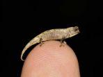 brookesia-nana-reptil-terkecil-di-dunia.jpg