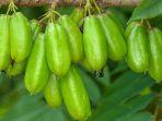 buah-belimbing-wuluh-1.jpg