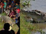 buaya-berkalung-ban-di-kota-palu-akhirnya-berhasil-dievakuasi.jpg