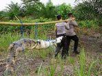 buaya-jenis-katak-di-pelalawan.jpg