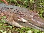 buaya-pelalawan-mati.jpg