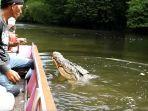 buaya-riska-dikasih-makan.jpg