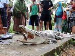 buaya-rohil.jpg
