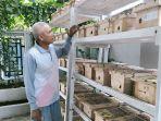 budidaya-lebah-klanceng-di-pekanbaru.jpg