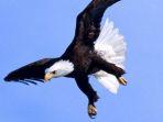 burung-elang.jpg