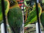 burung-lovebird-kicau-mania.jpg